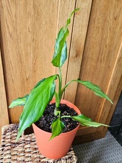 Aglaonema Spathonema (Chinese Evergreen)