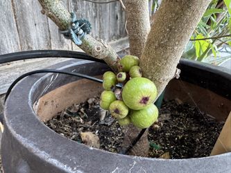 Vietnamese Fig