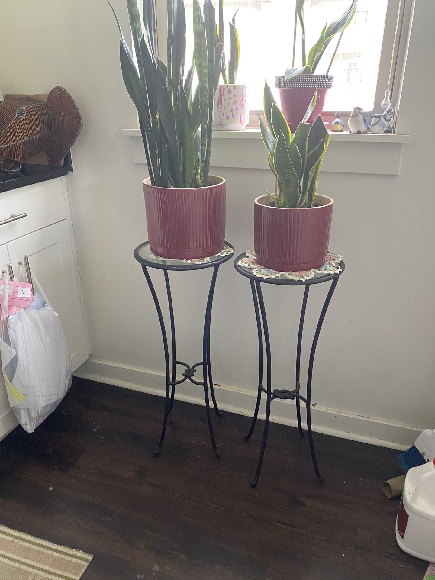 Snake Plants And Stands