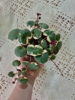 Saxifraga Stolonifera Variegata - Variegated “Strawberry Begonia”
