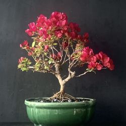 Bonsai Bougainvillea 