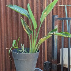 Bird Of Paradise Plant