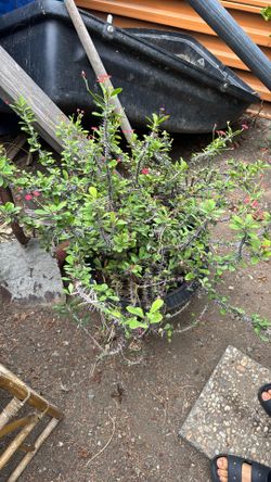 Plant Crown Of Thorns 