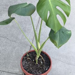 $15 Monstera Plant, Shade Or In Door Plant