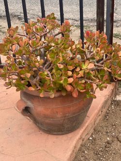 Plant