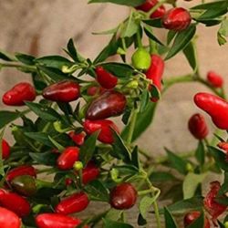 2X Thai Red Pepper Baby Seedling Plants. Not Just For Decor. It Is A Real Hot Stuff.