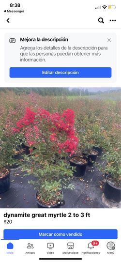 dynamite great myrtle 2 to 3 ft
