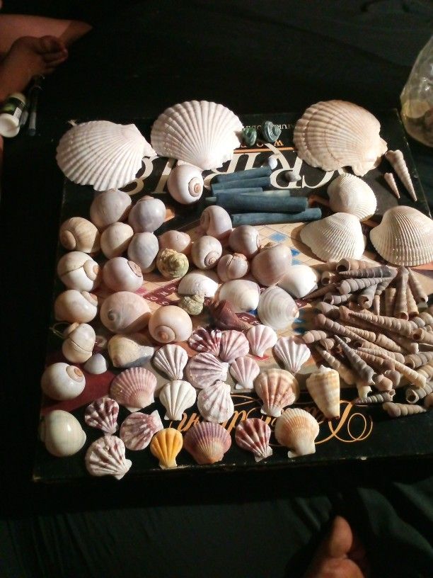 BEAUTIFUL REAL SHELLS