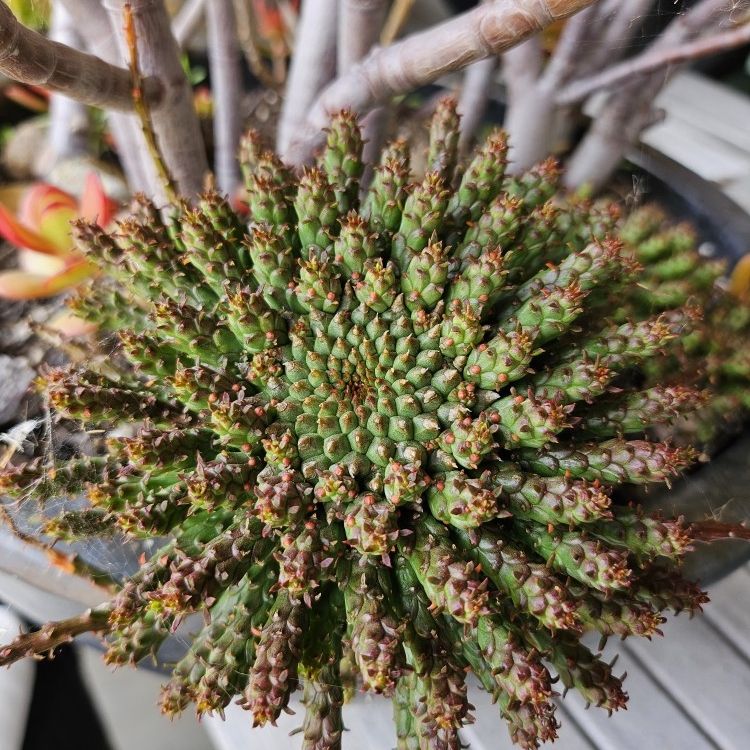 Euphorbia flanangii Medusa's Head'