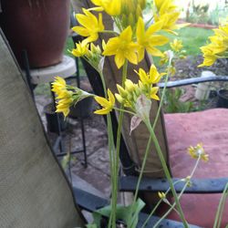 Allium Moly Potted Plants 8$ 