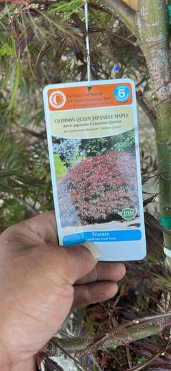 Japanese maple trees