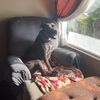 Kona