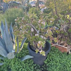 Blossoming Jade Plant