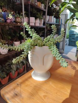 Donkey Tail Succulent Plant