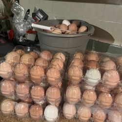 Fresh organic Eggs $6 for 1 dozen or $10 for 2 dozen