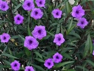 Mexican Petuntia Plants
