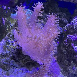Leather Coral Have Medium And Small