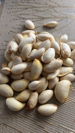 Zapote seeds and Trees