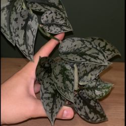 Scindapsus Silver Lady- 4” Pot