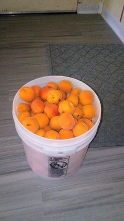 Apricots