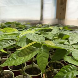 Cacao Plants 