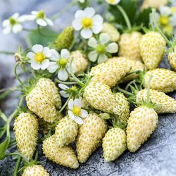 Strawberry Plants - White Alpine 