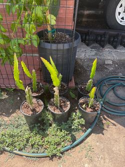 Dragonfruit plants