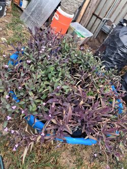 Purple/Green Spiderwort Live Plants