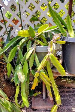 Dragon Fruit plant