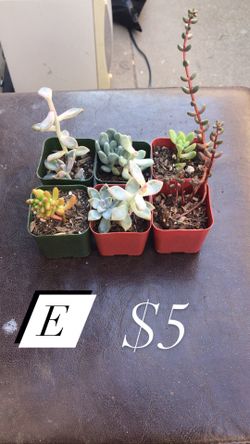 Succulent bundles #E