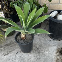 Foxtail agave Plant