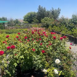 I’m Selling Roses In Different Colors There In 5 Gallons