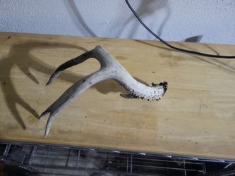 Antler