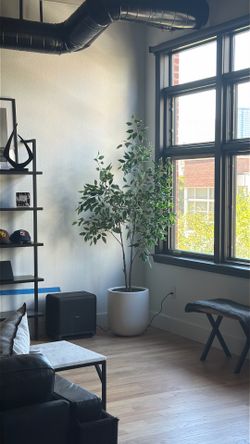 CB2 Faux Ficus Tree 6’ + White Ceramic Pot