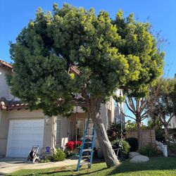 Need Remove Removal?