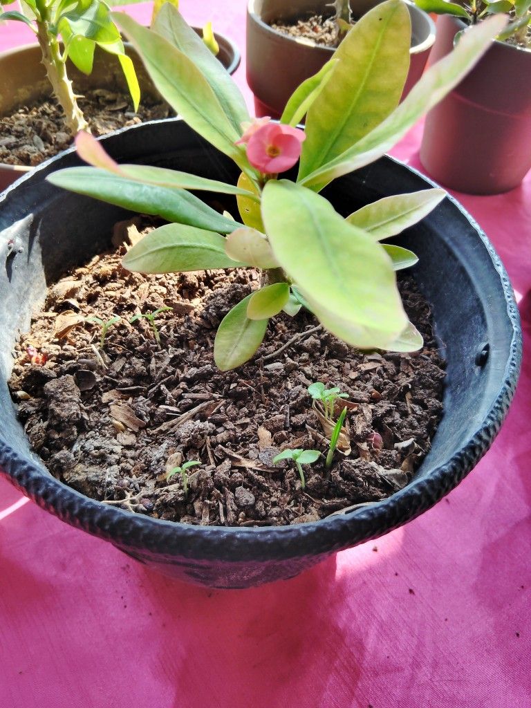 corona de Cristo color rosa flor miniatura $5