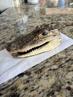 Taxidermy Alligator Head