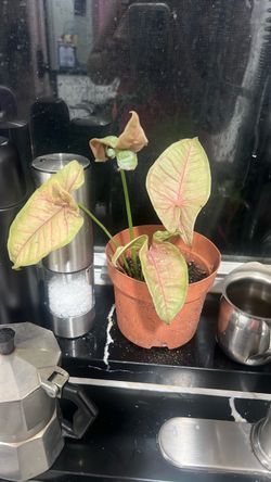 Syngonium pink live plant