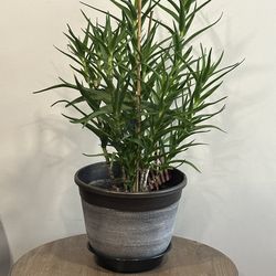 Plants - P/u Monument