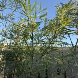 Chilean Thornless Mesquite in 15 Gallons and in 5 Gallons I have 3 Prices $85 $60 $45 Each Firm Pric