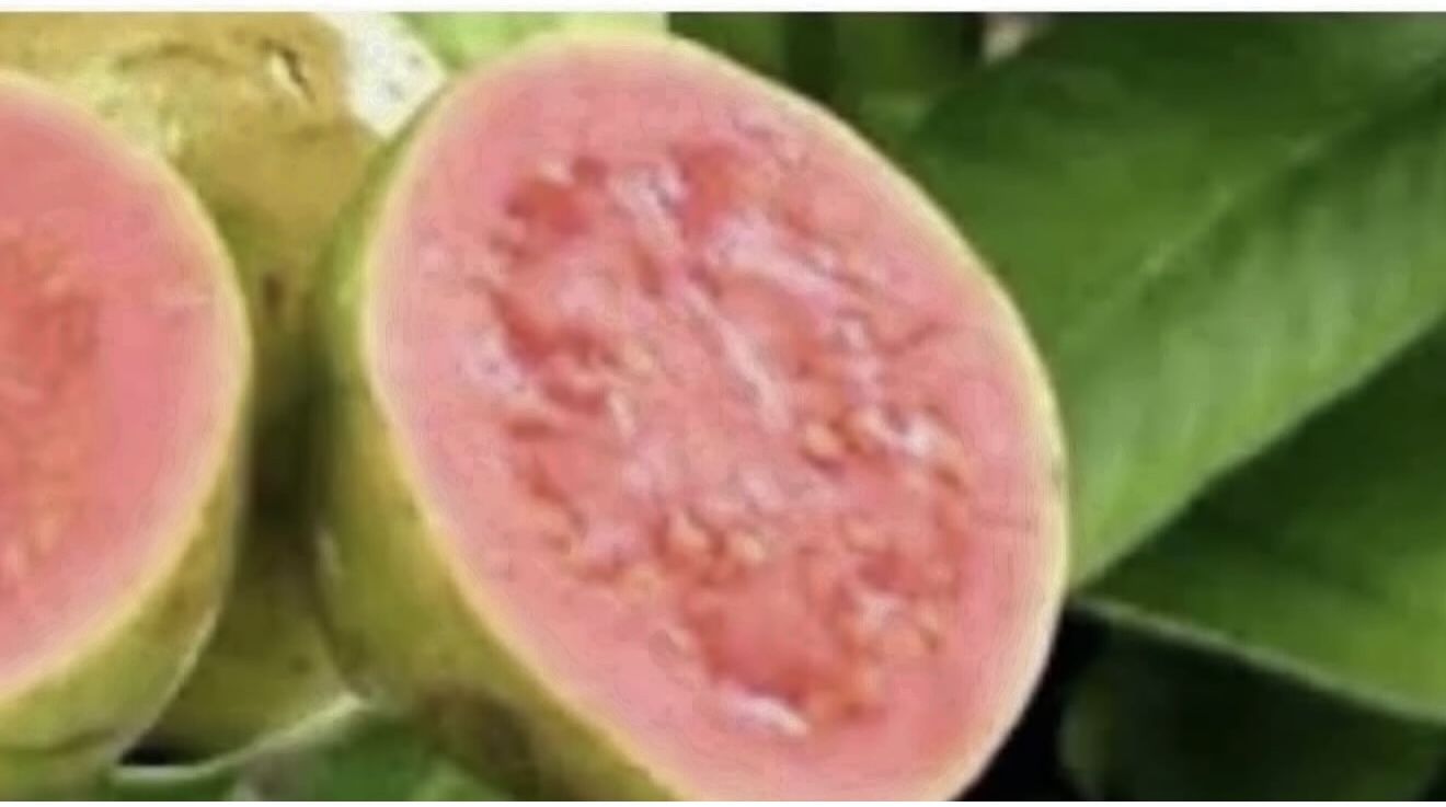 Large Mexican guava trees, I have pink and white 3F and 4F. The tall ones are $40 and $35 each. Firm price.