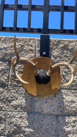Deer antlers
