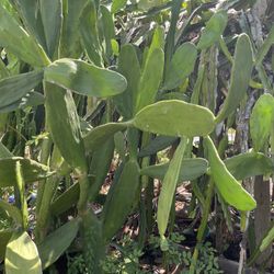 Prickly Pear Cactus 