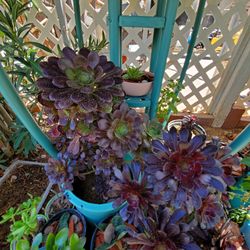 Succulents 