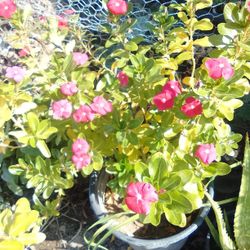 Plantas 