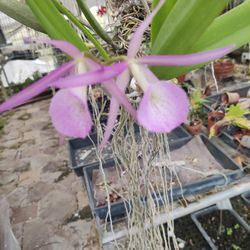 Orchid