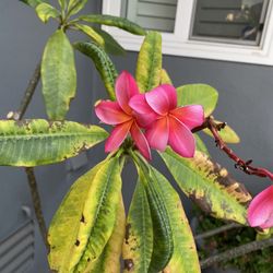 Plumeria Clippings