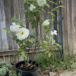 Roses Plant (white)