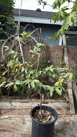6feet Tall Thai Guava Air layered Fully Rooted And Currently Flowering