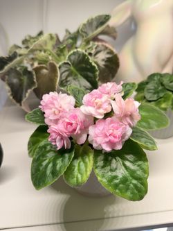 NOID African Violet Plant
